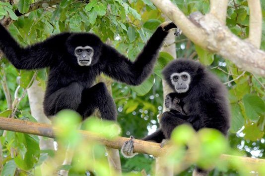 Gibbons die gered zijn